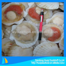 scallop seafood